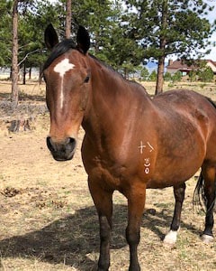 Ranger